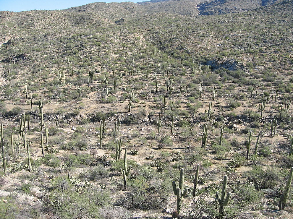 129 Saguaro National Park.jpg